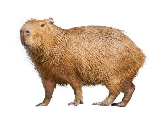 CAPYBARA AZ A DISZNÓ, AMIT A TINIK IMÁDNAK